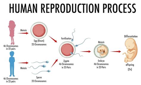 Free Vector | Diagram showing human reproduction process