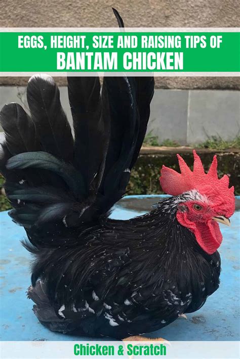 Bantam Chicken: Appearance, Size, Eggs, Raising and More