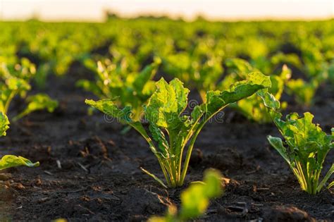 Small Sugar Beet Plants Grow In The Field Close Up Of Sugar Beet