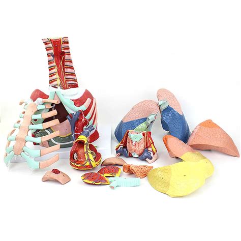 Buy Gitdot Anatomical Model Of Human Organs Thoracic Anatomy Model