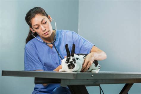 Clínica Veterinária Especializada Ultrassom de Coelhos Telefone Jardim