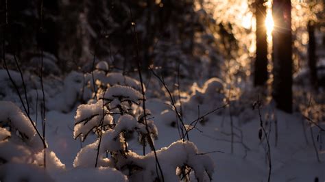 Wallpaper Sunlight Forest Night Nature Reflection Snow Winter