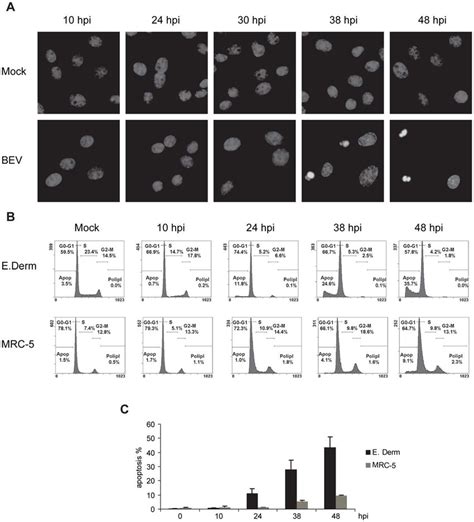 DNA Degradation In BEV Infected Cells A E Derm Cells Were Infected