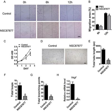 Direct Treatment Of Nsc Downregulates The Angiogenic Activities Of