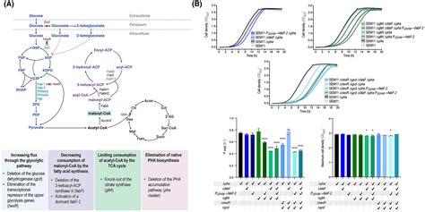 Enhanced Biosynthesis Of Poly 3hydroxybutyrate In Engineered Strains