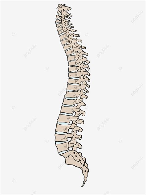 Diagrama De La Columna Vertebral Que Muestra Al Hombre 59 OFF