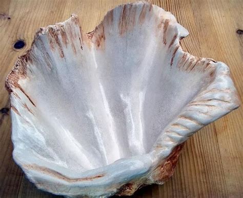 Giant Clam Shell Sculpture Art Ornament Bowl Handmade For Home Etsy