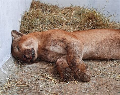 Morre onça parda que foi resgatada após ser atropelada na SP 310 em