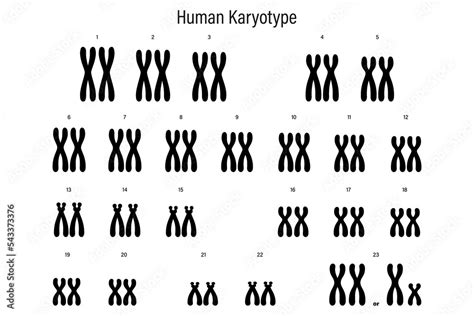 Human Karyotype Autosome And Sex Chromosome Male And Female