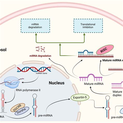 MiRNA Biogenesis And Post Transcriptional Regulation Of Genes