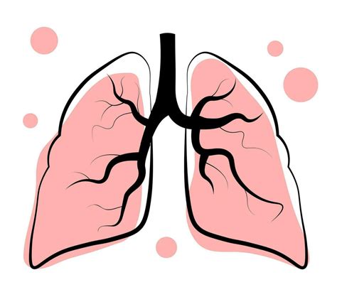 Lungs on white background. Anatomy 36146091 Vector Art at Vecteezy