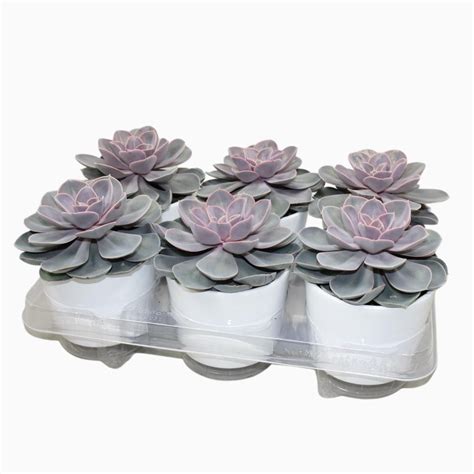 Echeveria Perle von Nürnberg Plant Wholesale FlorAccess