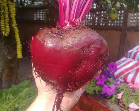 The Heart Beet Rgardening