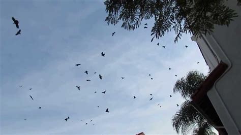 Crazy Crows Screaming Over Los Angeles January 8 2014 Youtube