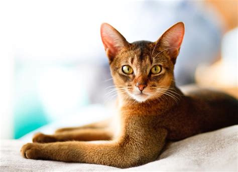 Abyssinian Cat Lilac