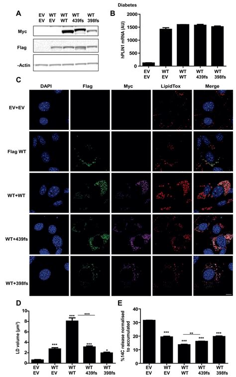 Characterisation Of The Consequences Of The Plin Fs Mutation In