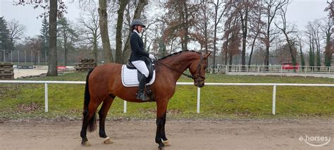 Österreichisches Warmblut Wallach 6 Jahre 178 cm Brauner in St Pölten