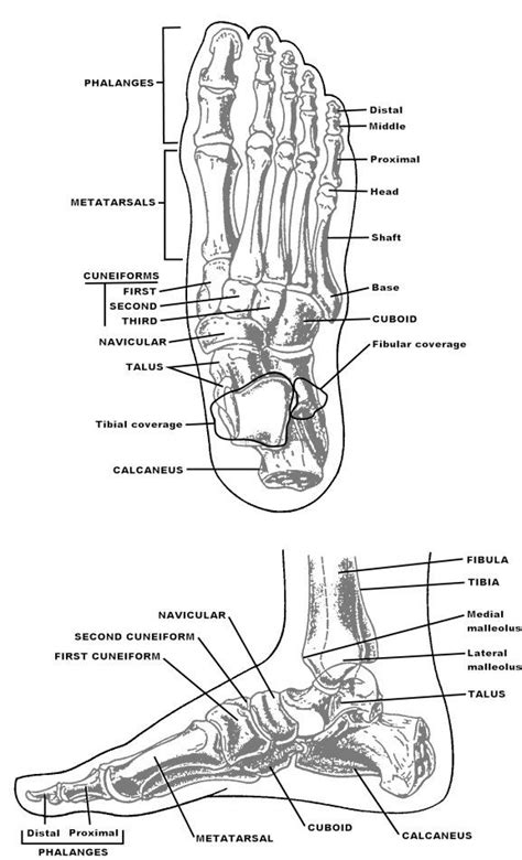 17 Best images about Foot Drawing (Tutorial) on Pinterest | Anatomy ...