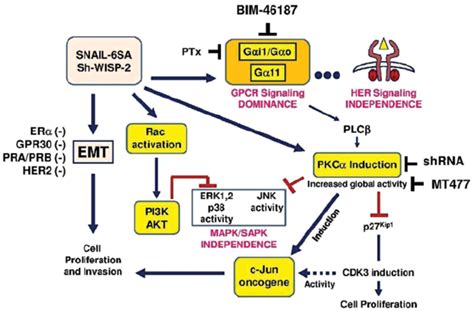 Molecular Signature Of The Emt Induced By Snail Activation And Wisp