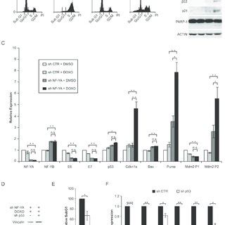 Nf Ya Loss Sensitizes Hela Cells To Doxorubicin Induced P Dependent