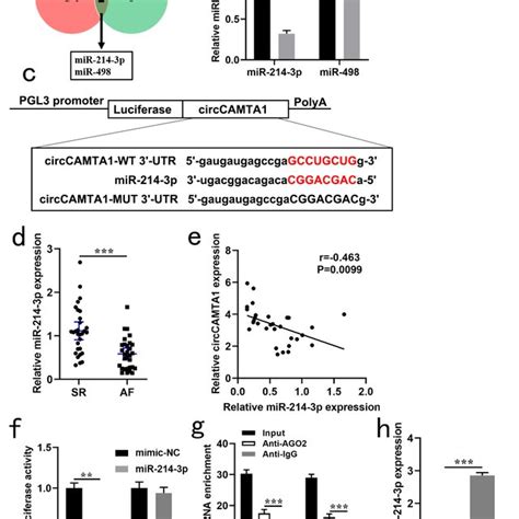 Circcamta Negatively Regulated The Expression Of Mir P A