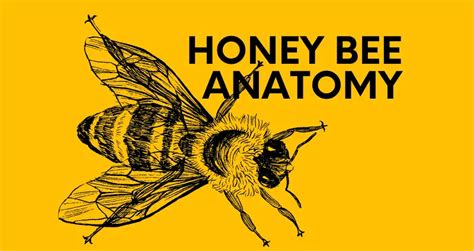 Honey Bee Anatomy: Characteristics, Graphics & Descriptions