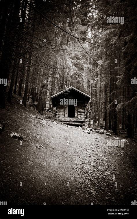 Small Abandoned Wooden Cabin In A Deep Dark Fir Forest Black And White