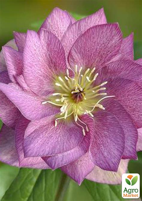 Морозник махровый (Helleborus) "Prince Double Pink" - Другие садовые ...