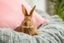 Are Rabbits Hypoallergenic Safe For Allergy Sufferers