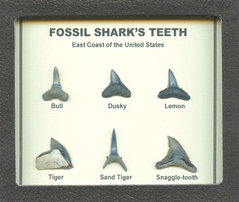 Fossil Shark Tooth Display