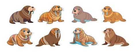 Cute Cartoon Walruses Isolated On A White Background Concept Of Marine