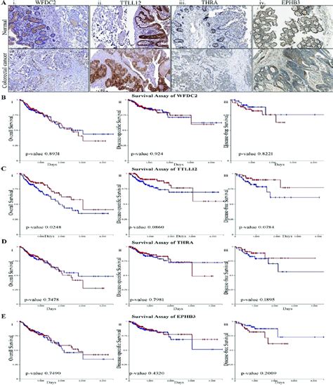 Determining The Impact Of Uc Crc Critical Genes On Tissue Level