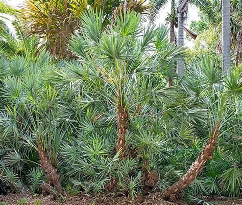 🌴 Saw Palmetto Palm Tree Serenoa Repens