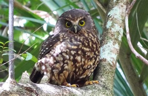 Morepork/ruru: New Zealand native land birds