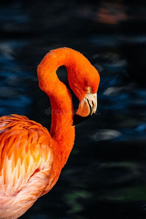 Side View Of A Flamingo With Water Background Stock Image Image Of