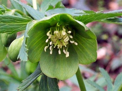 Green Hellebore Is The First Sign Of Spring In My Garden Virily