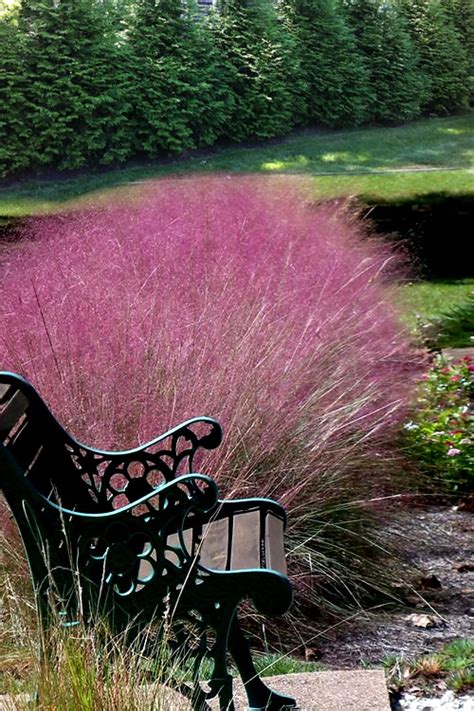 Buy Pink Muhly Grass Free Shipping Wilson Bros Gardens Gallon