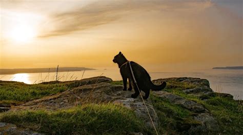 Black Cat Photography: How to Photograph Your Black Cat – Supakit