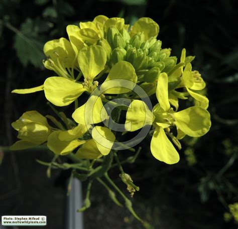 Sinapis alba (White Mustard) : MaltaWildPlants.com - the online Flora ...