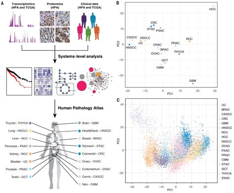 A Pathology Atlas Of The Human Cancer Transcriptome FemtoPath