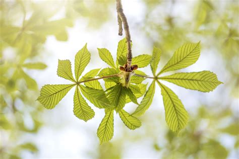 How to Identify Deciduous Trees by Their Leaves