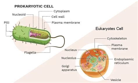 What Is The Function Of Nucleoid In Prokaryotic Cell - Margaret Greene ...