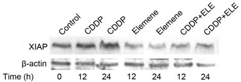 The Effect Of Elemene And Cisplatin On Xiap Protein Levels In Human