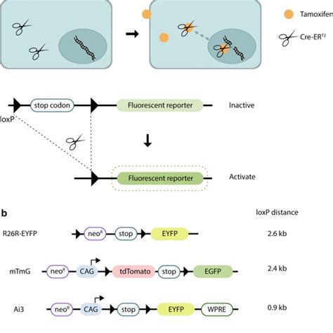 Principle Of The CreERT2 LoxP System And Schematic Representation Of