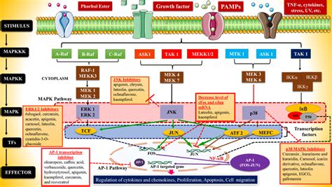 Figure represents the MAP kinase signaling pathway and targeted natural ... 