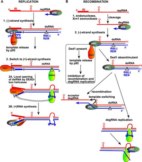 Models Showing The Functions Of Subverted Cellular Dead Box Helicases