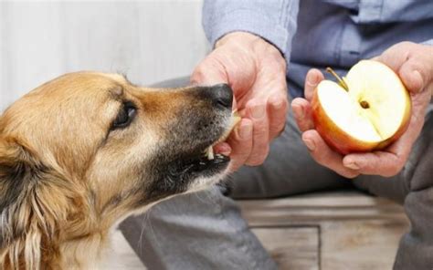 O Que Bom Para Curar Anemia De Cachorro Mundo Ecologia