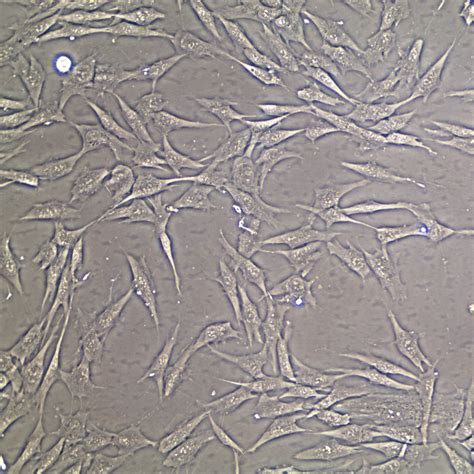 HDF Human Dermal Fibroblasts Adult CellSystems