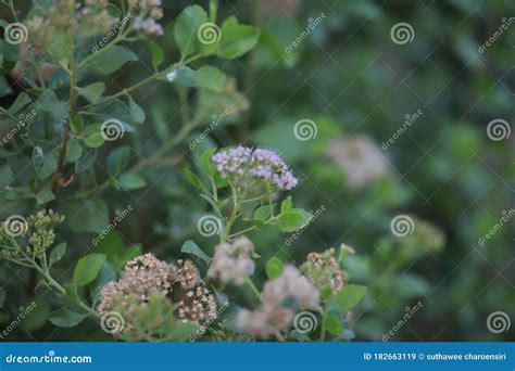 Vernonia cinerea stock image. Image of garden, insect - 182663119