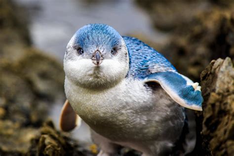 Baby blue penguin : r/aww